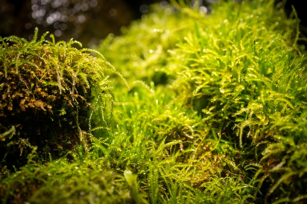 a close up view of moss growing on a tree