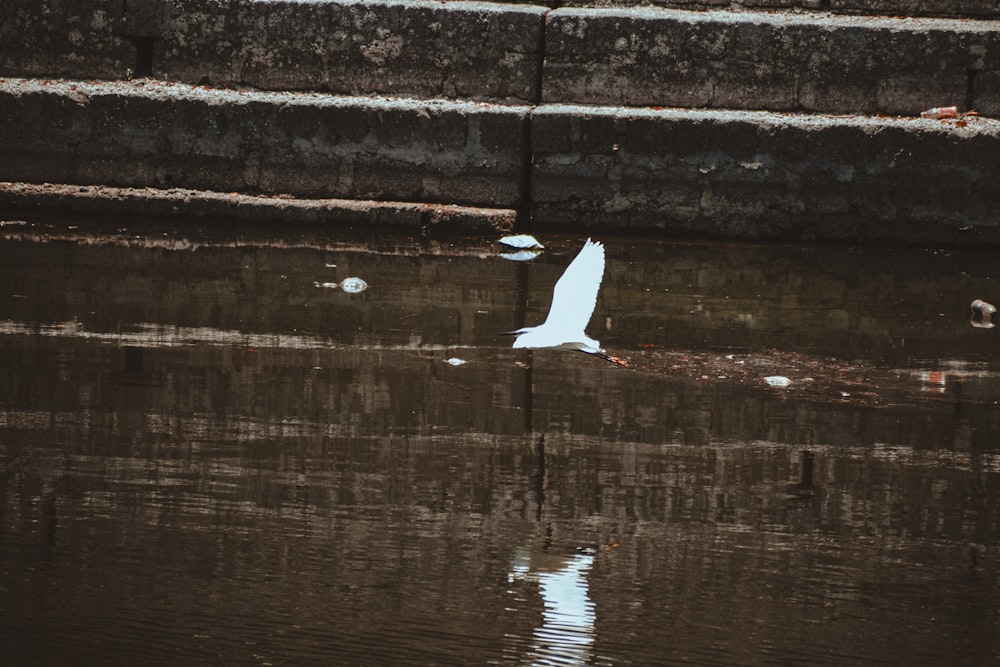 a white bird floating on top of a body of water