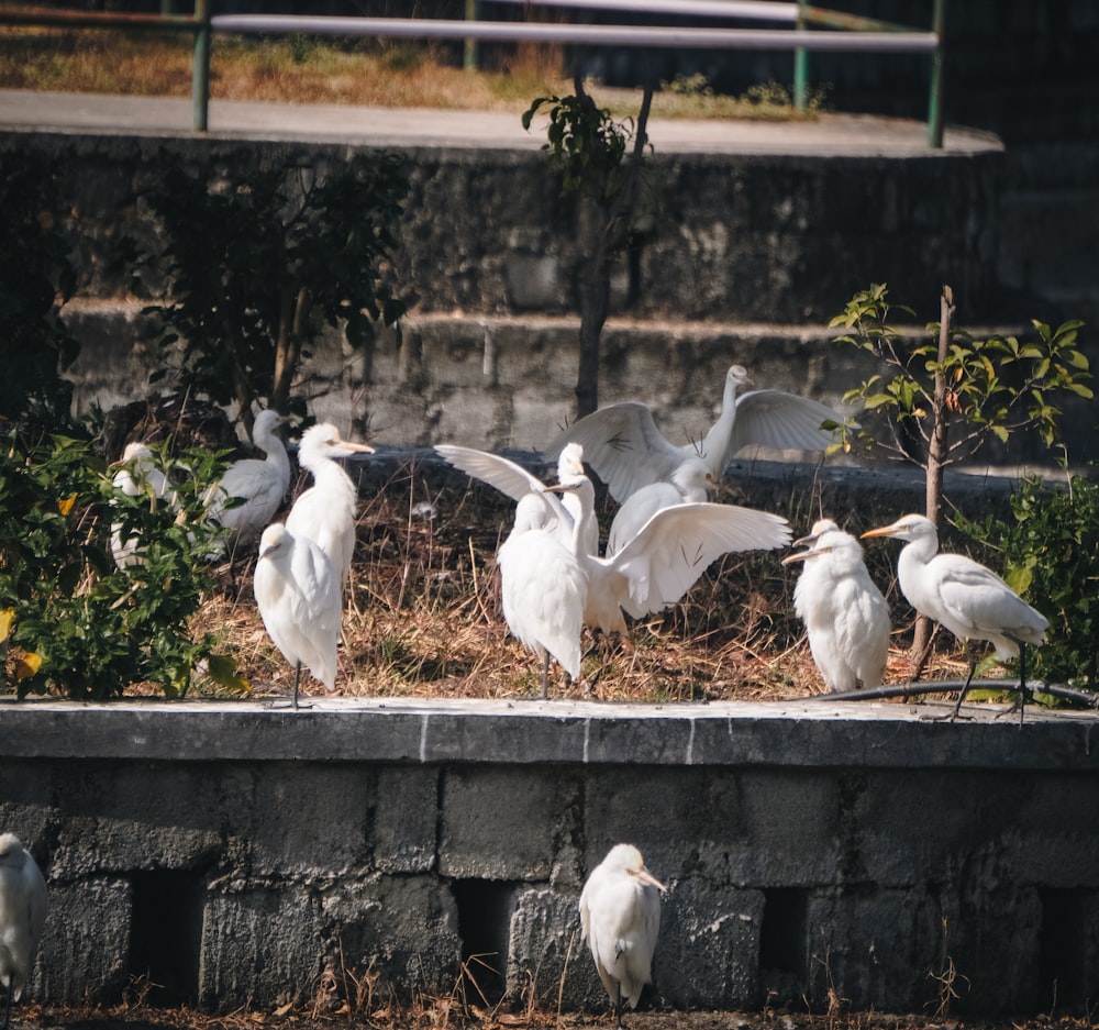 a flock of white birds sitting on top of a cement wall