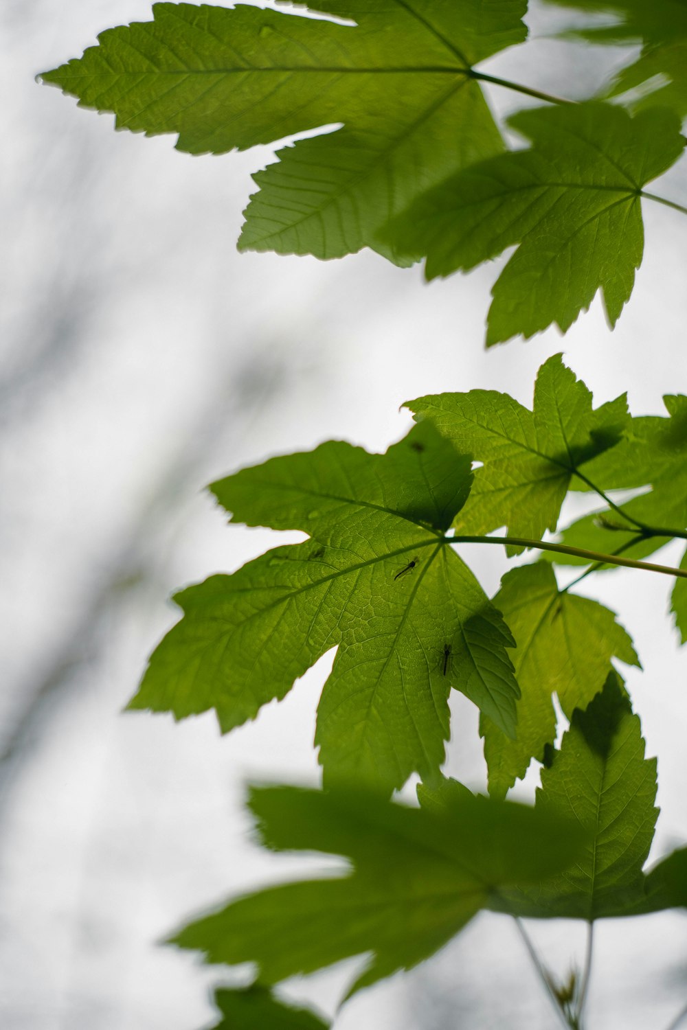 a branch of a tree with green leaves