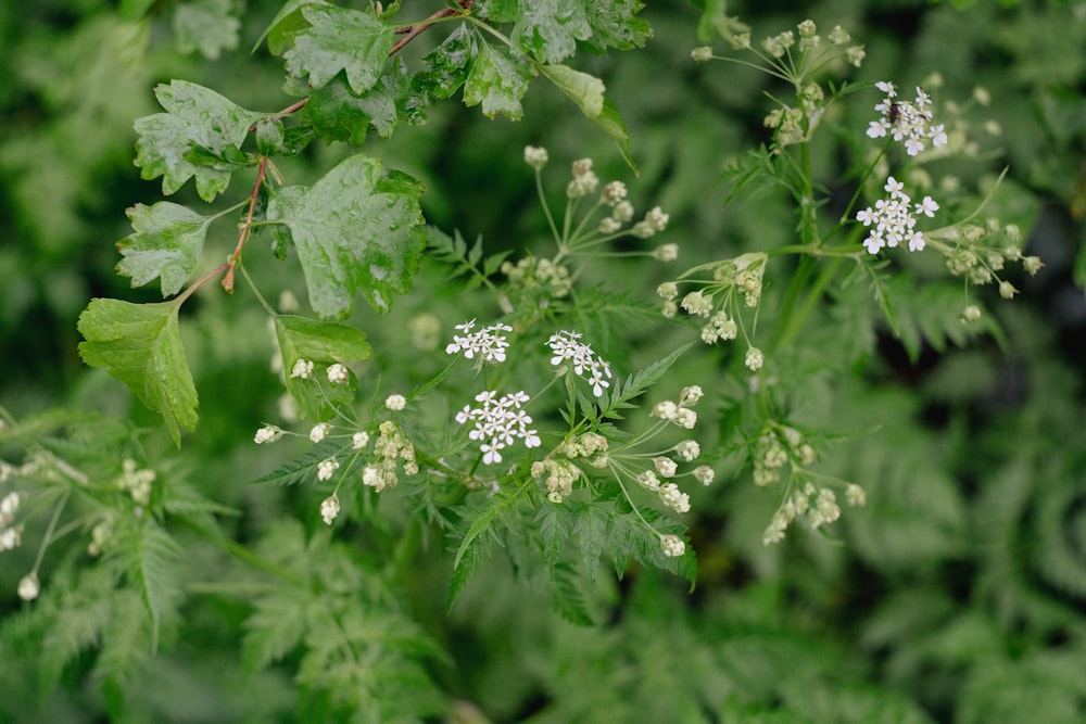 una planta con flores blancas y hojas verdes