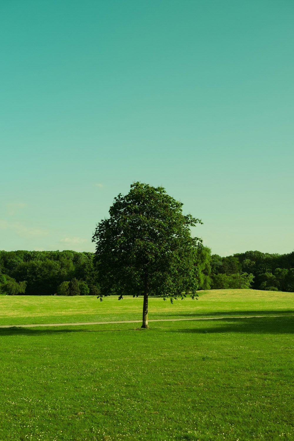 a lone tree in the middle of a grassy field