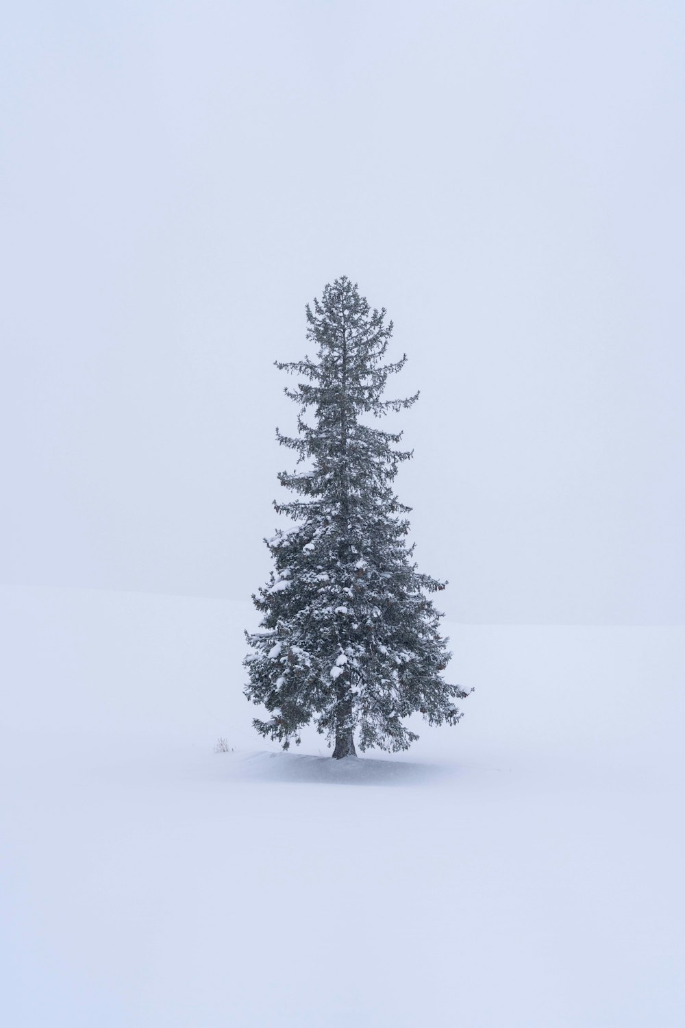 a lone pine tree stands in the snow