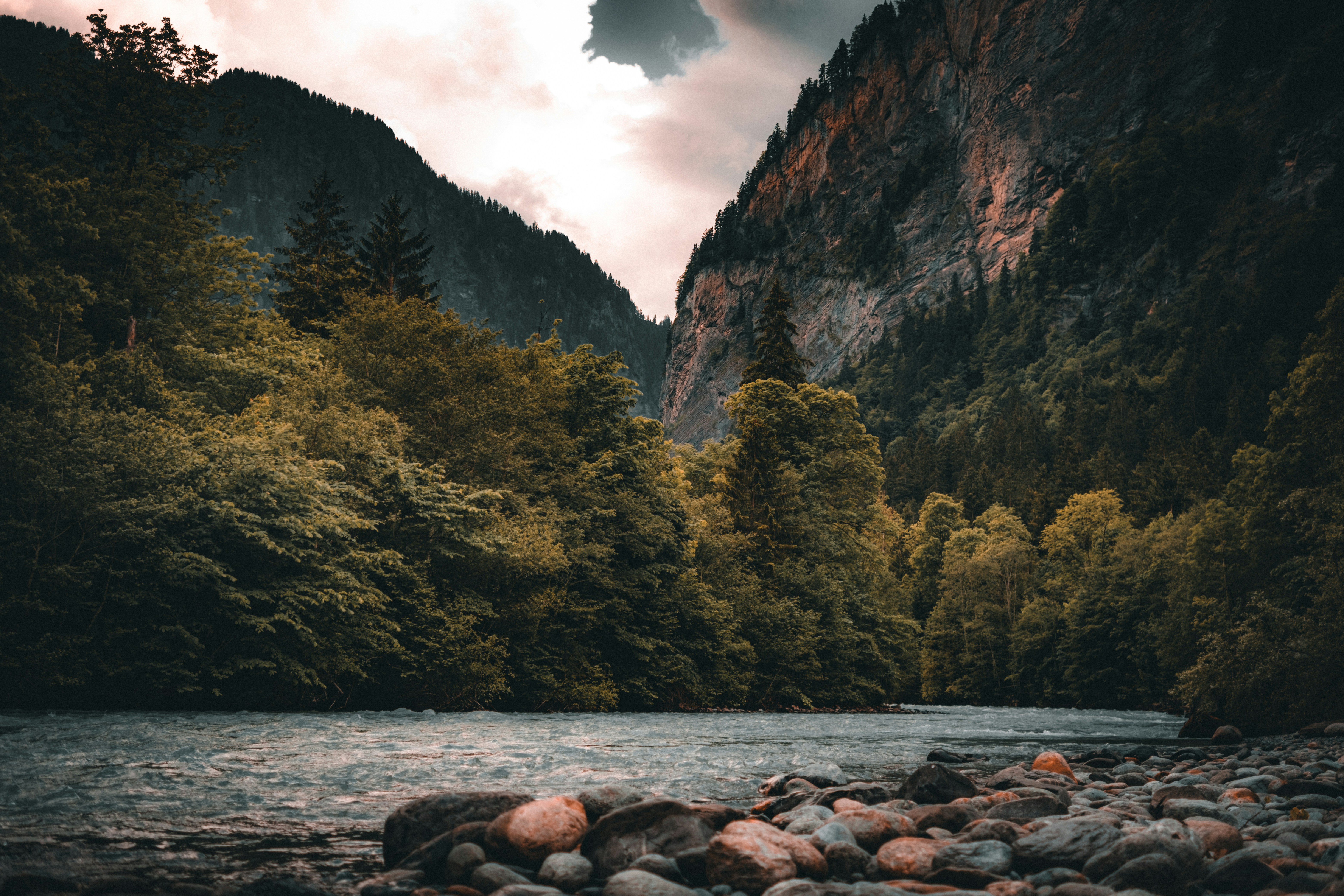 ein Fluss, der durch einen üppig grünen Wald fließt