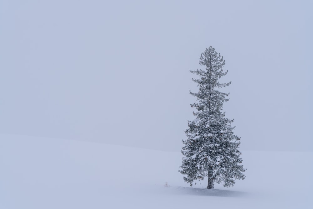 a lone pine tree stands in the snow