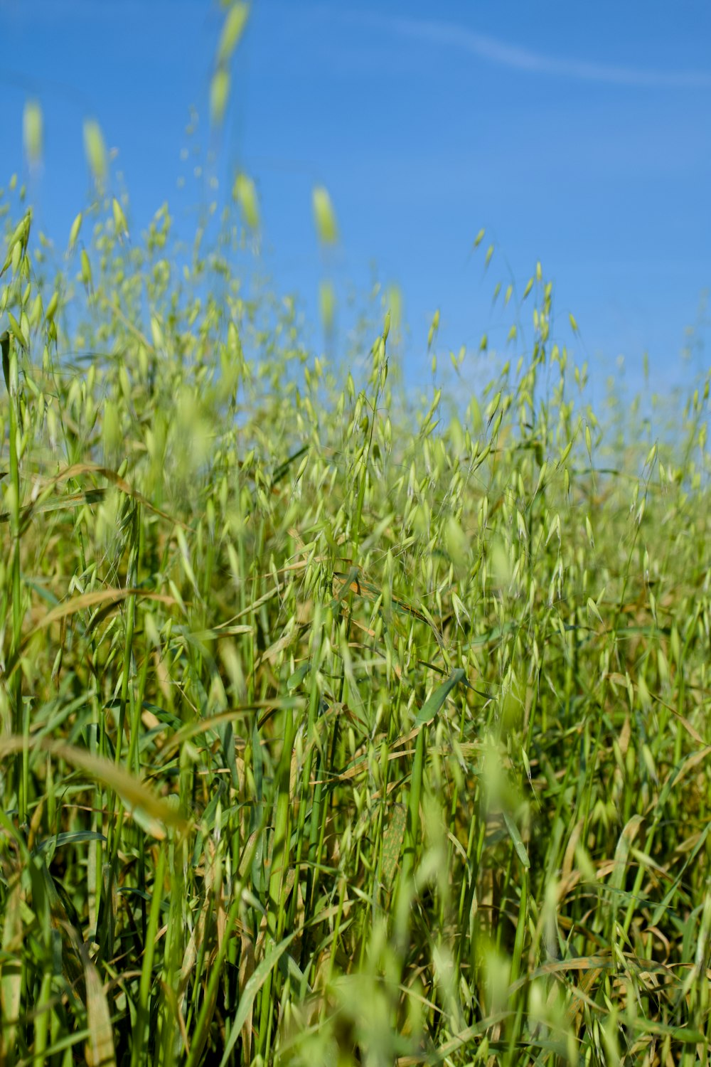 un campo de hierba verde con un cielo azul al fondo