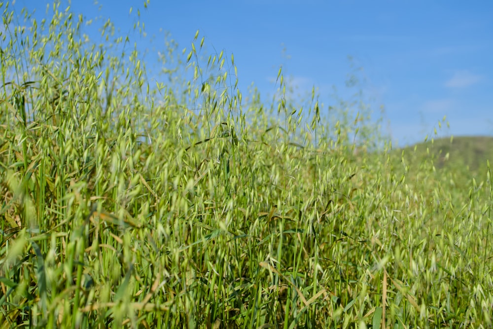 a field of grass with a blue sky in the background