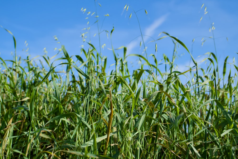a field of tall green grass under a blue sky