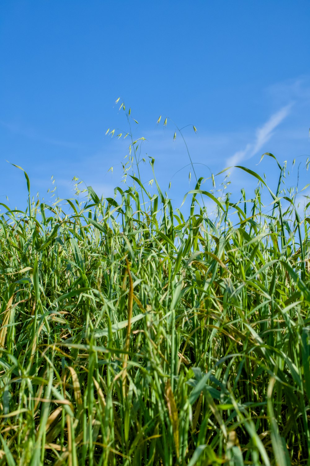 a field of tall grass with a blue sky in the background