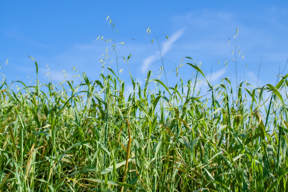 a field of tall green grass under a blue sky