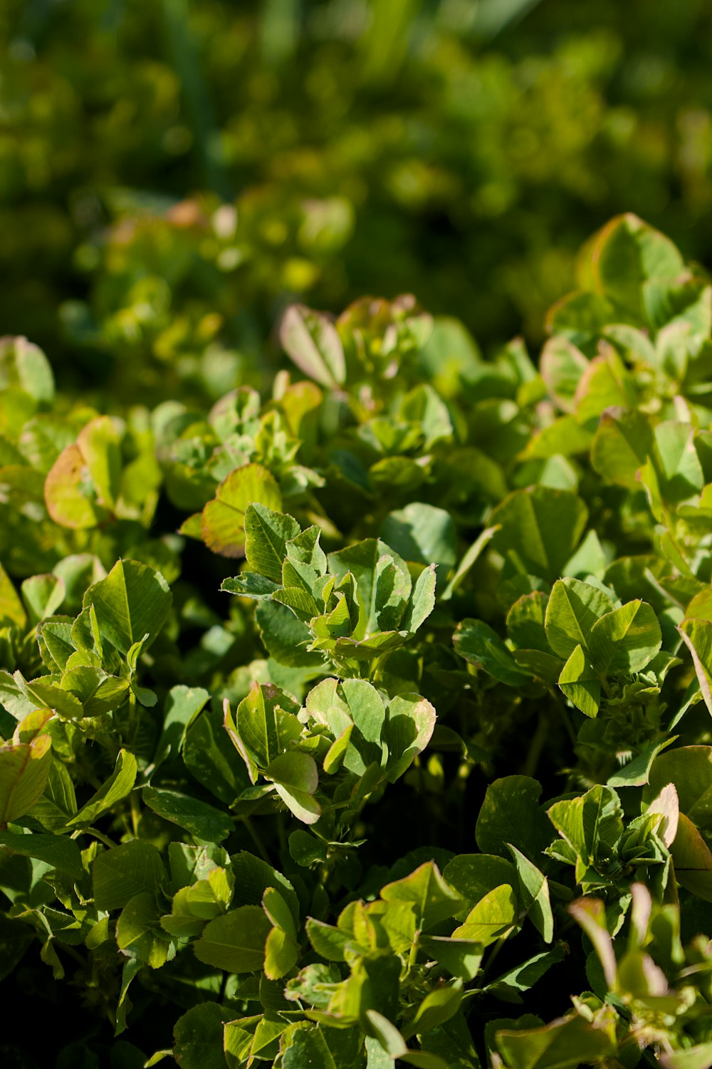 a close up of a bush with green leaves