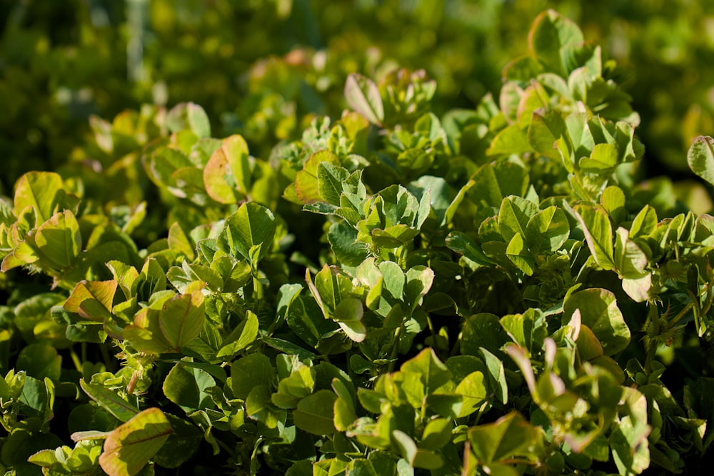 a close up of a bush with green leaves