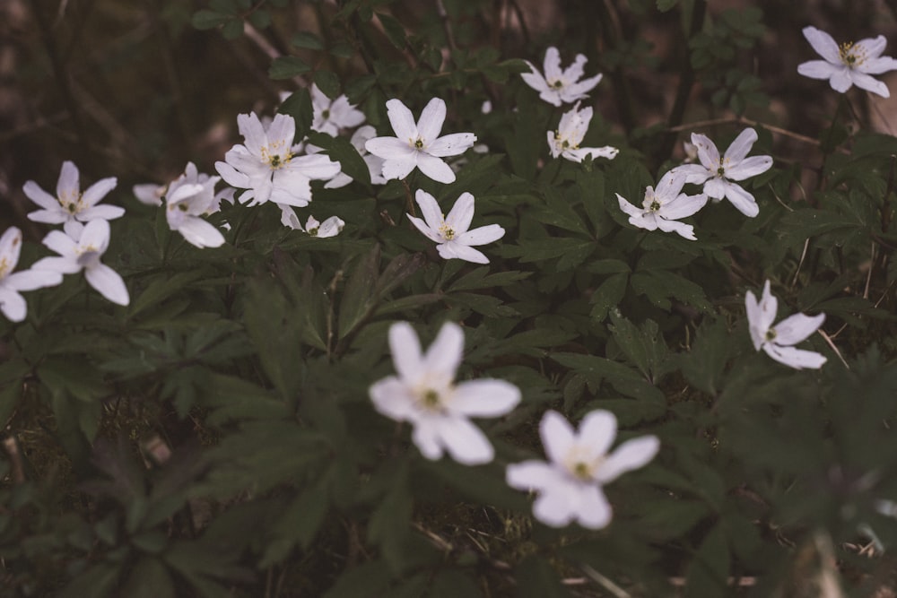 a bunch of white flowers that are in the grass