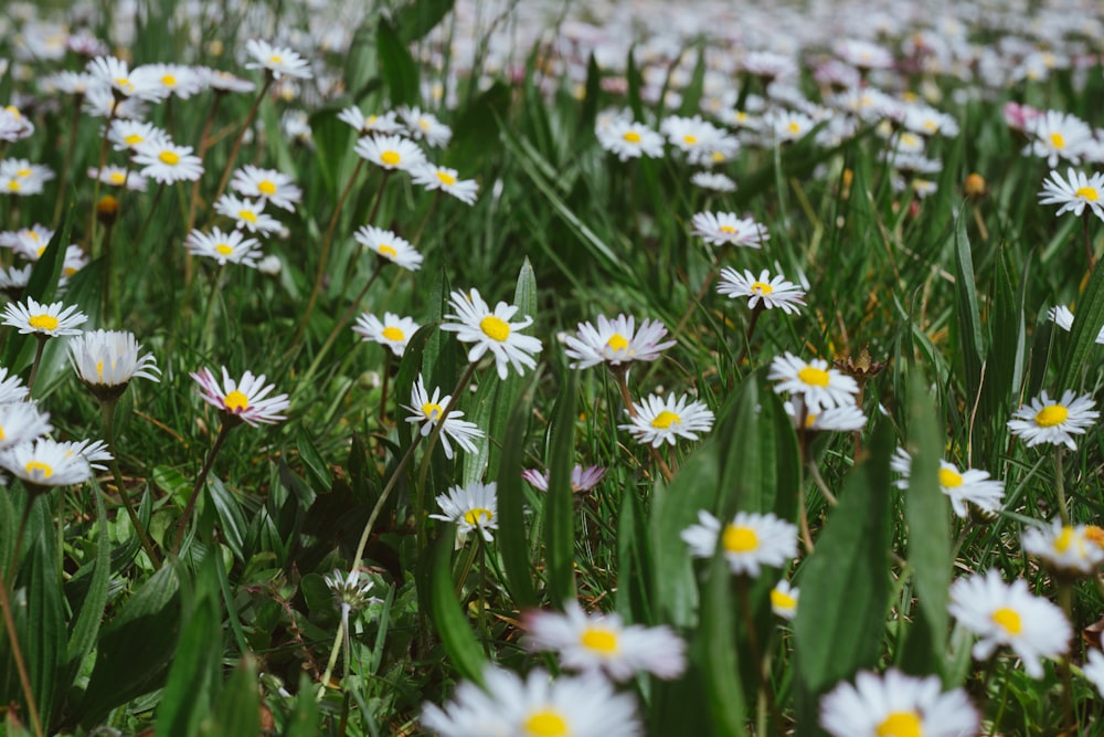 a field full of white and yellow daisies