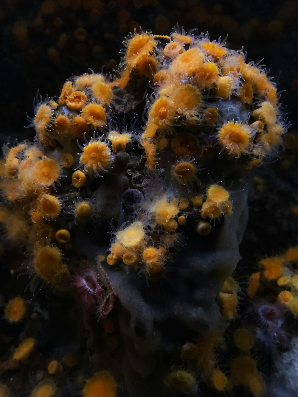 a close up of a sea anemone on a coral