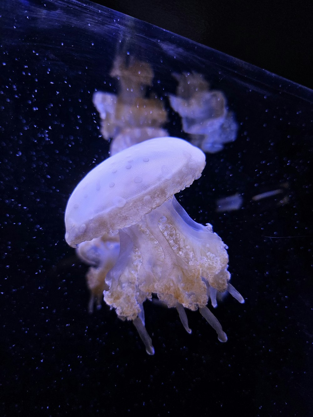 a couple of jellyfish swimming in a tank