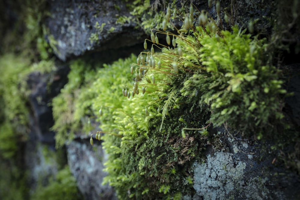 moss growing on the side of a rock wall