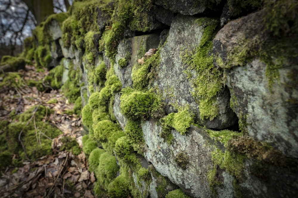 moss growing on a rock wall in the woods