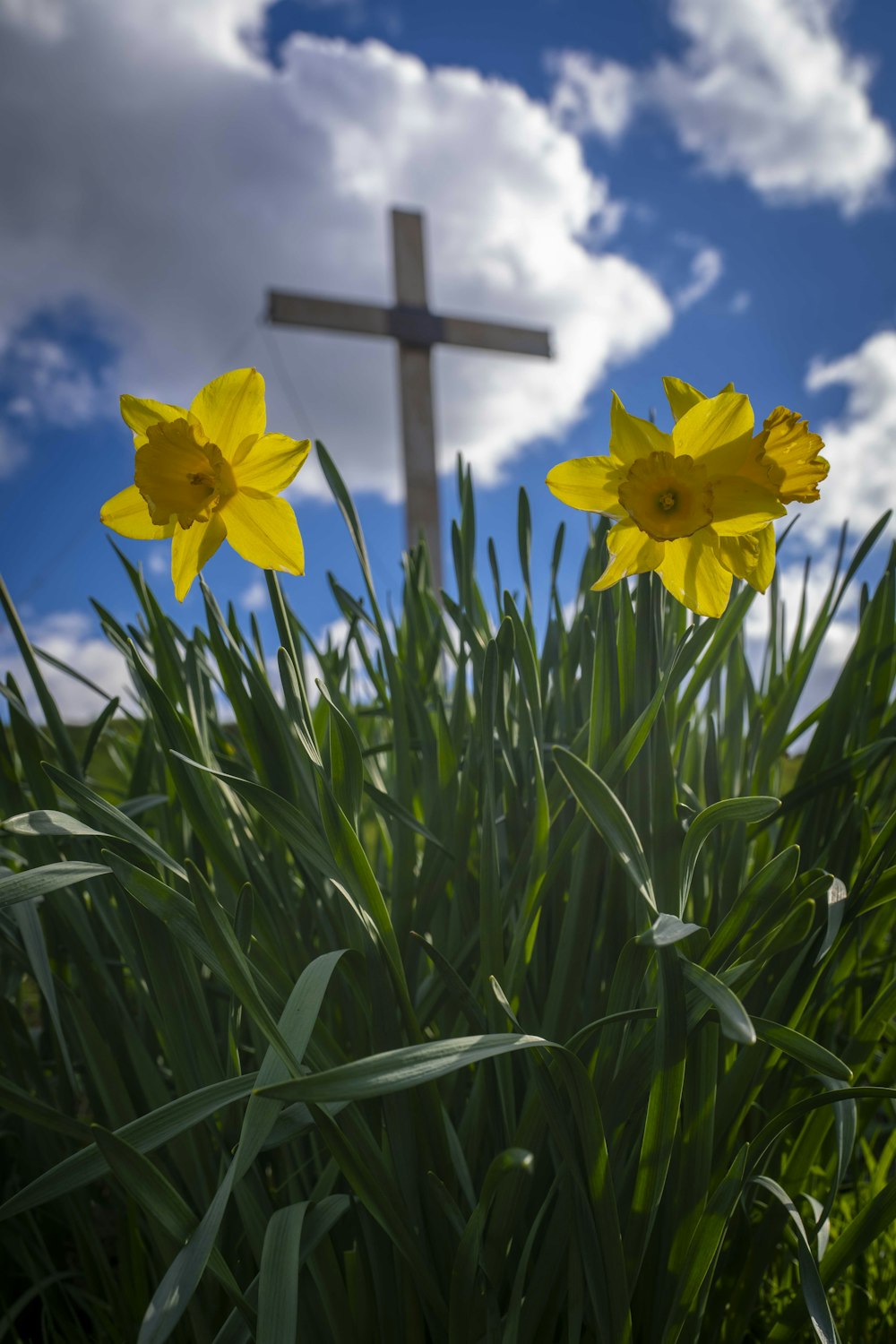 two yellow flowers in front of a cross