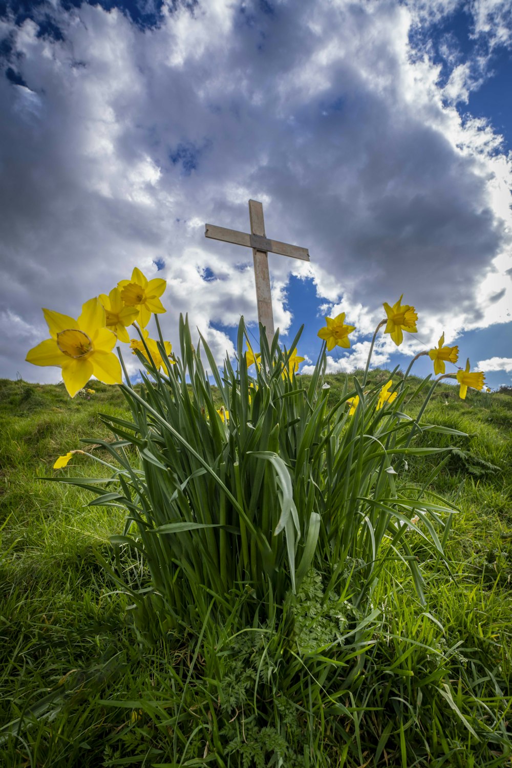 a cross in the middle of a field of daffodils
