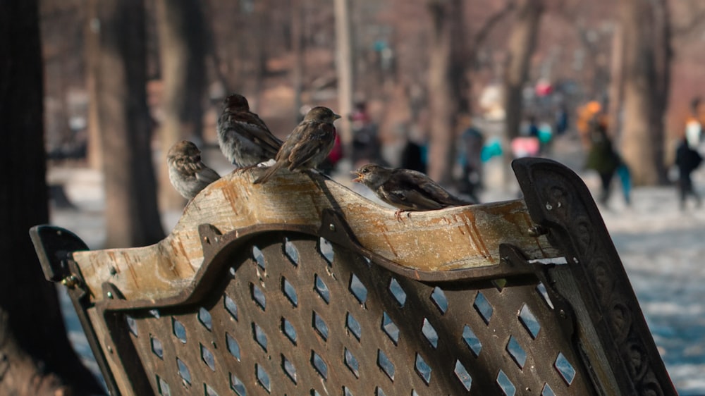 a group of birds sitting on top of a wooden bench