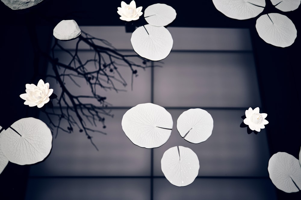 a black and white photo of water lilies and leaves