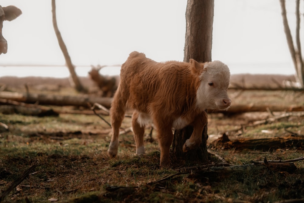 a brown and white cow standing next to a tree