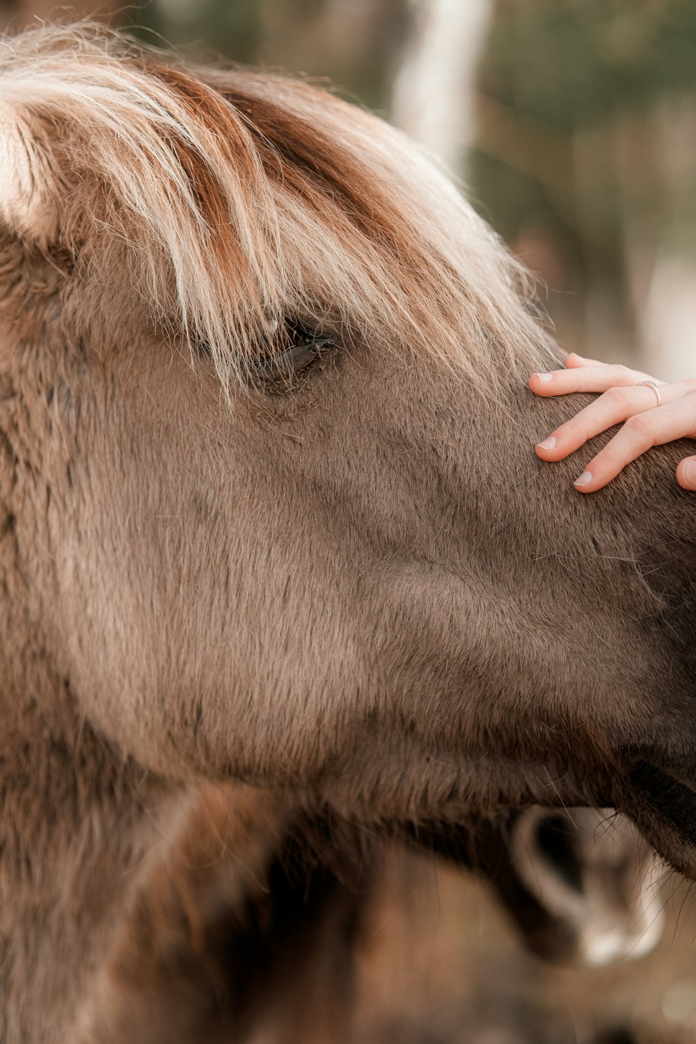 a close up of a person petting a horse