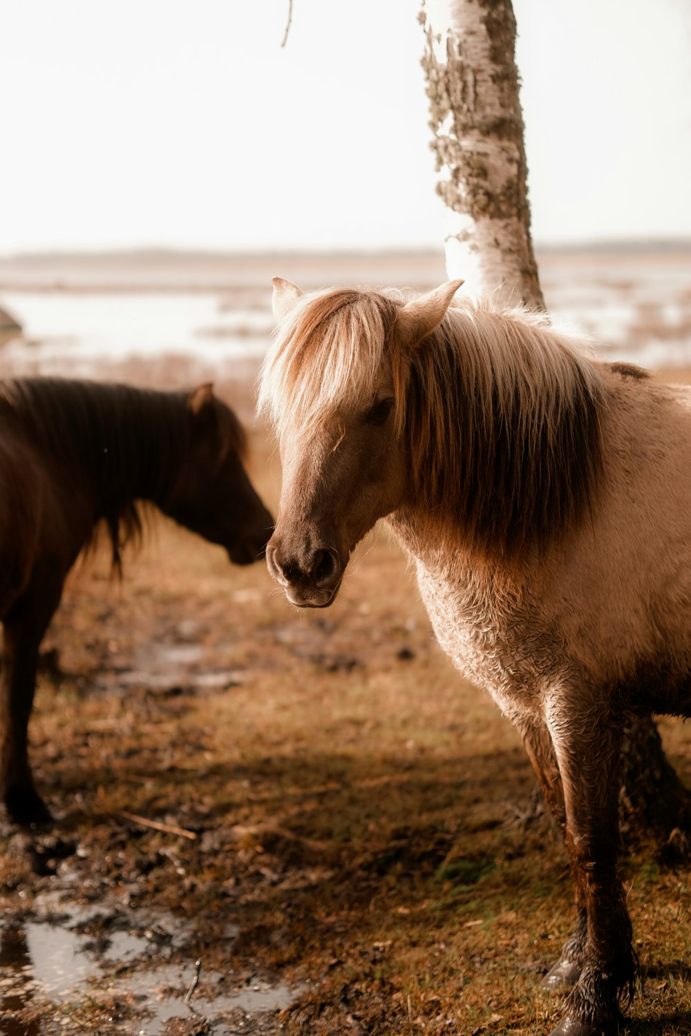 a couple of brown horses standing next to each other