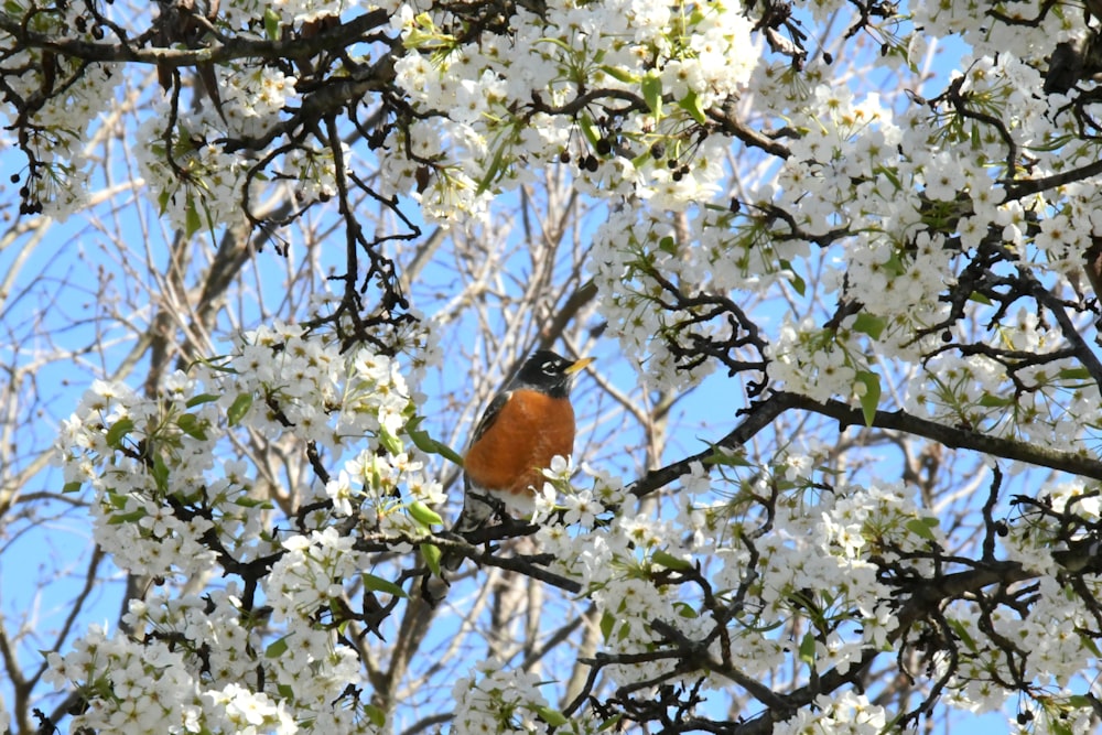a bird is sitting in a tree with white flowers
