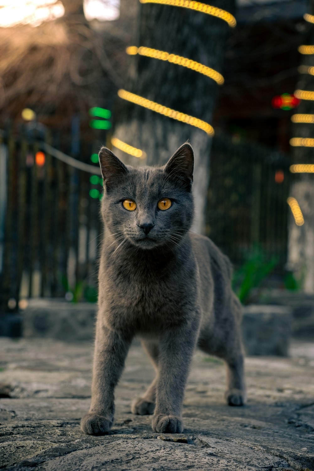 a gray cat with yellow eyes standing on a sidewalk