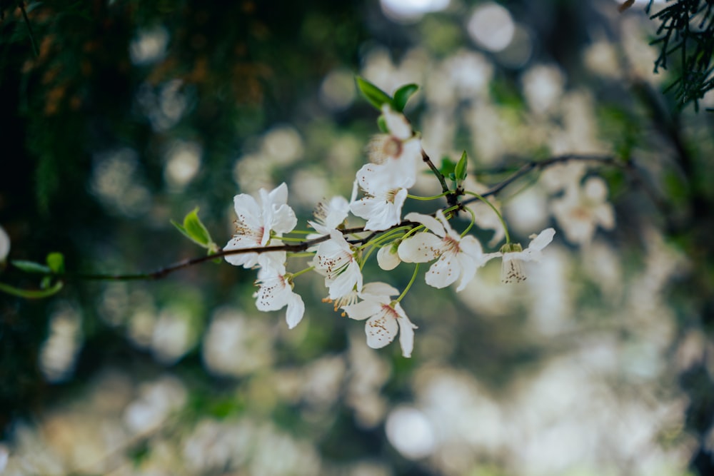 a branch of a tree with white flowers