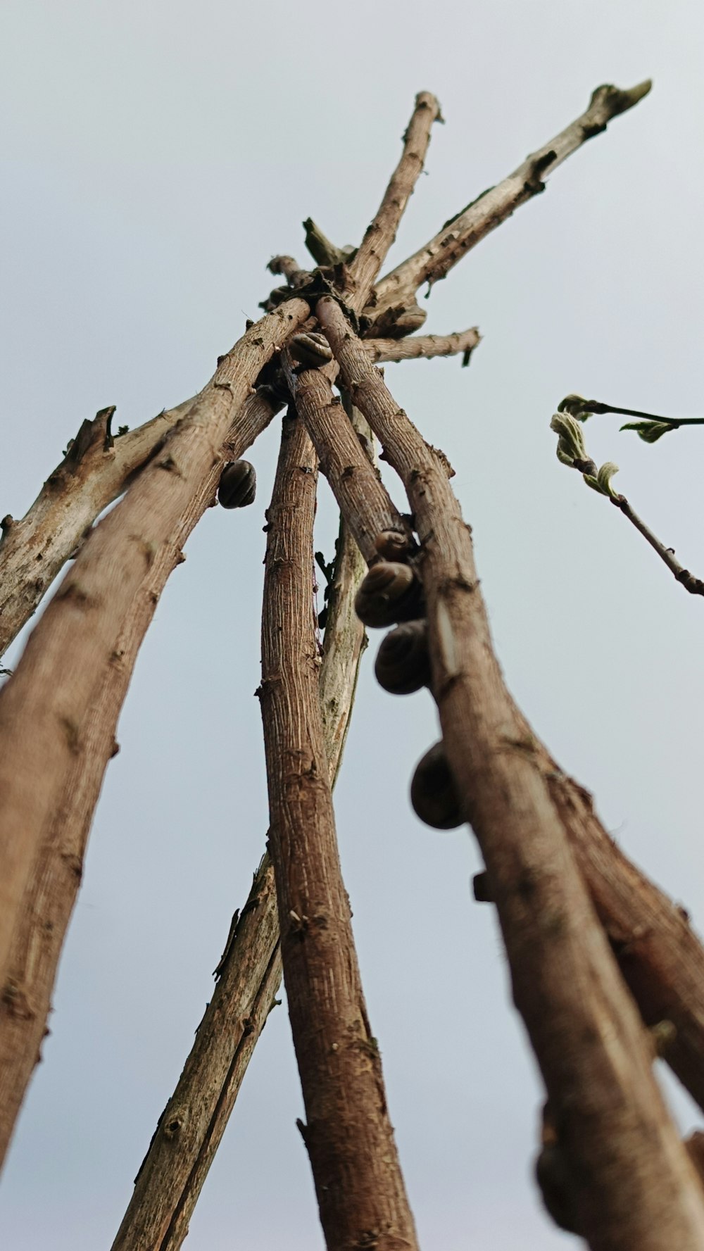 a group of trees that are standing in the air