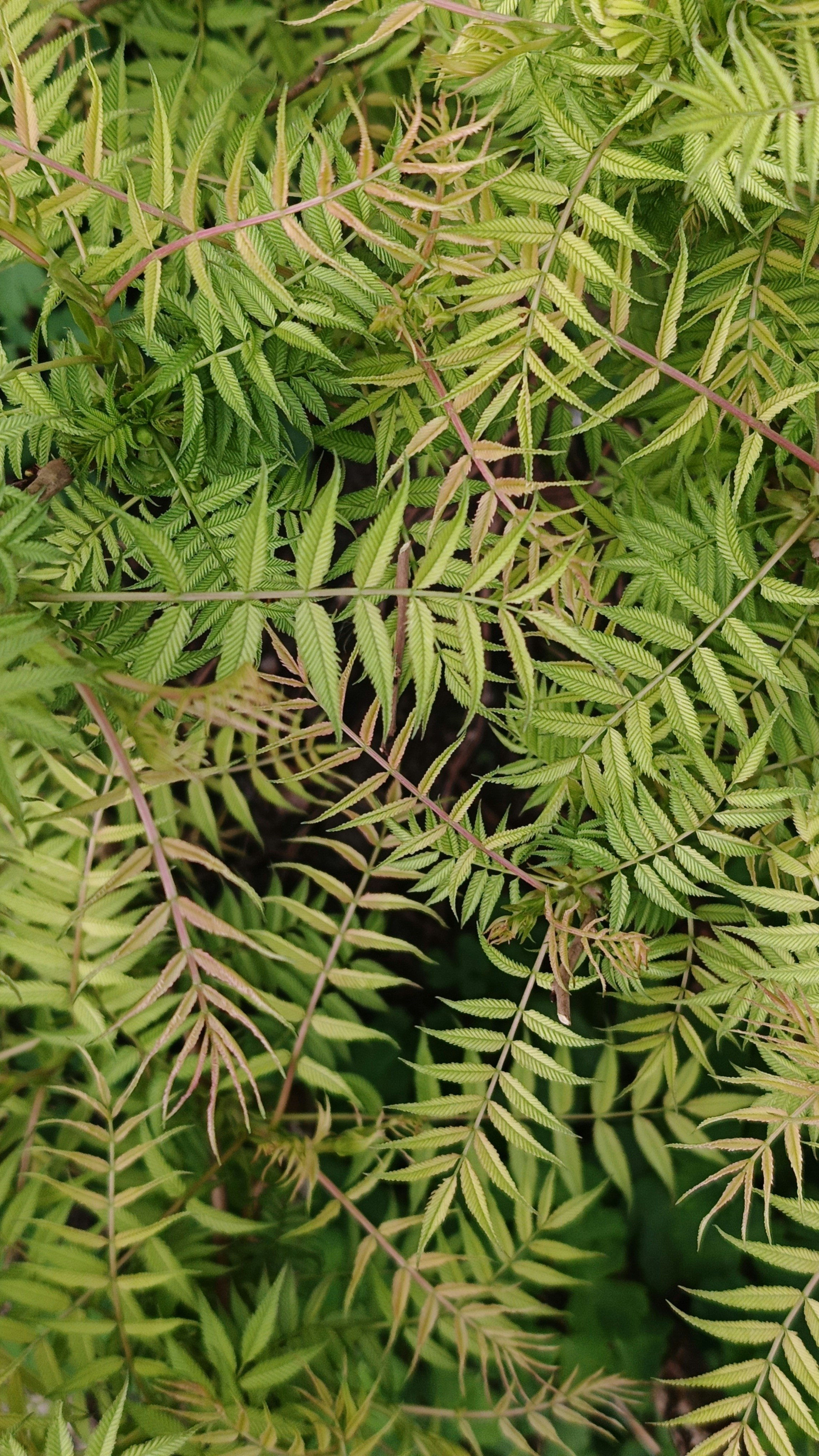 Nahaufnahme einer grünen Pflanze mit vielen Blättern
