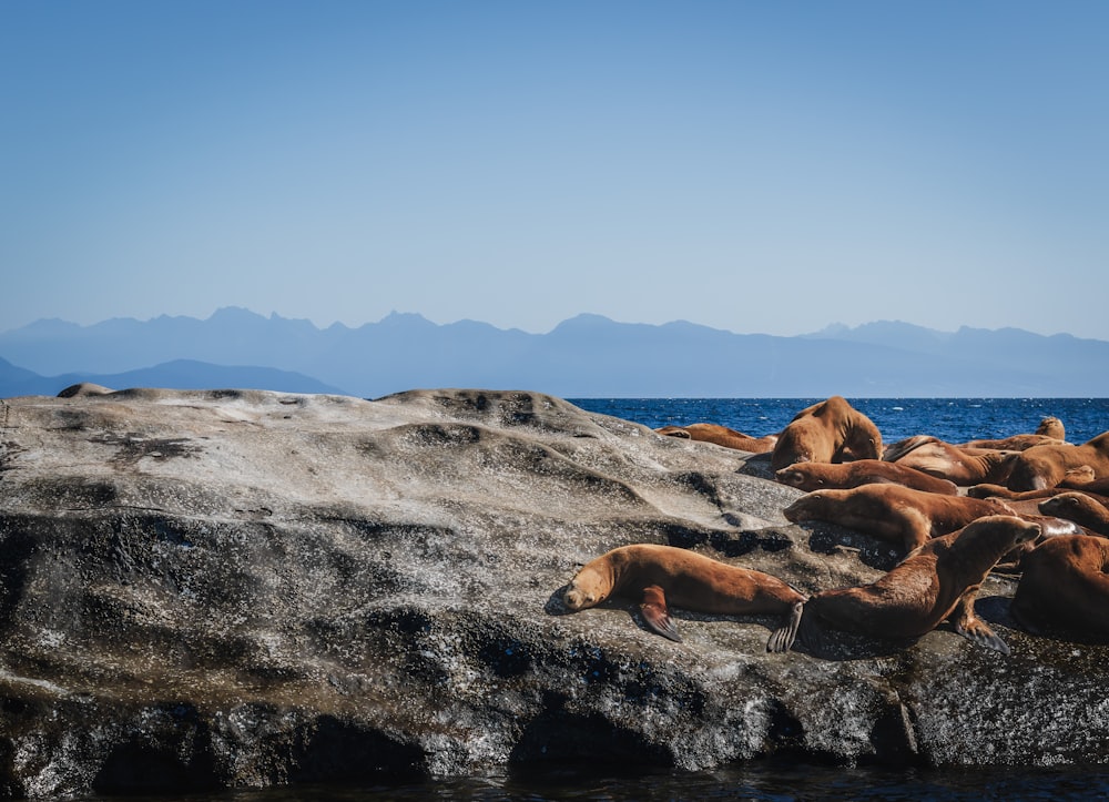 a herd of sea lions laying on top of a rock