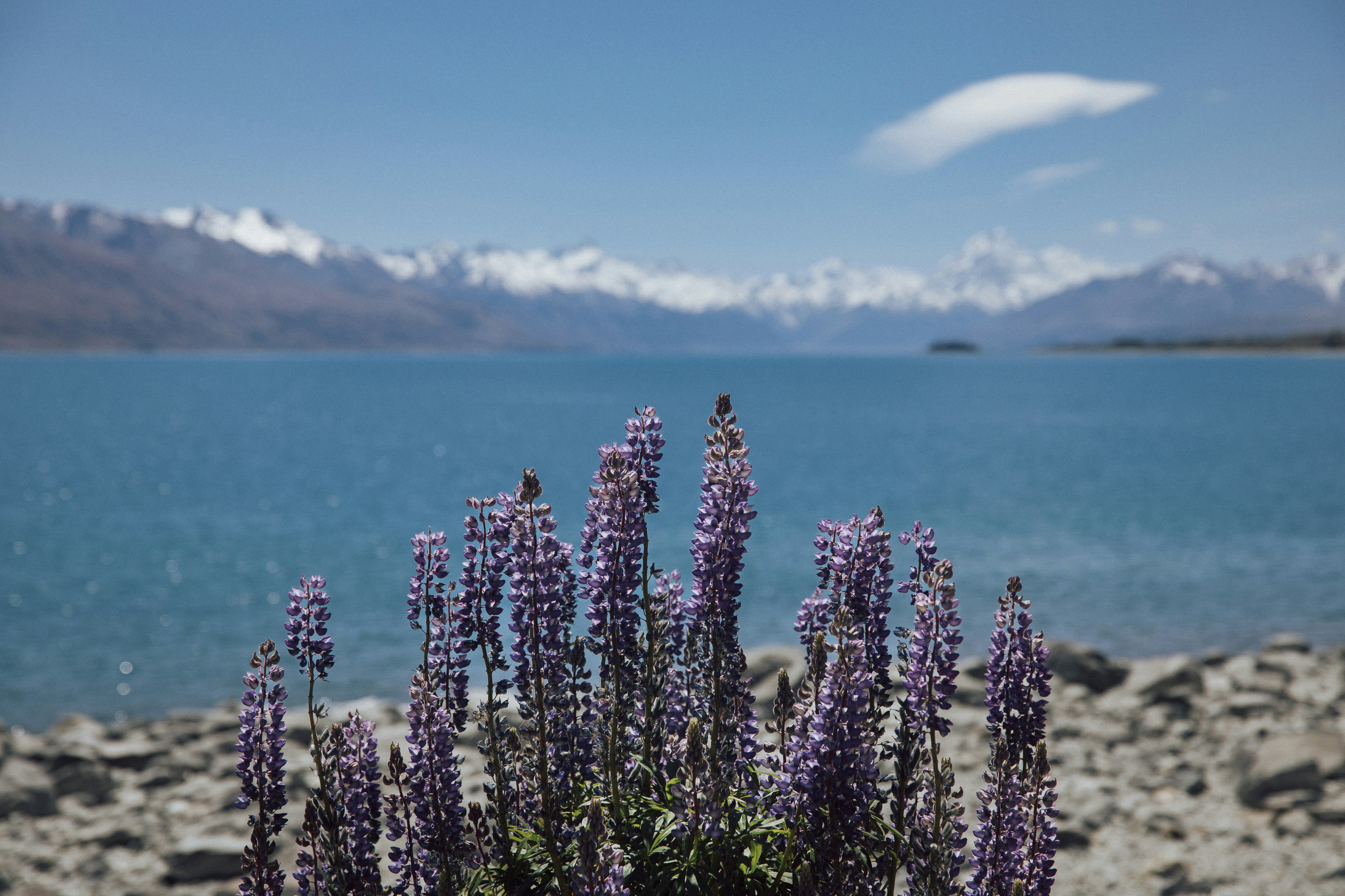 뉴질랜드 상어연골