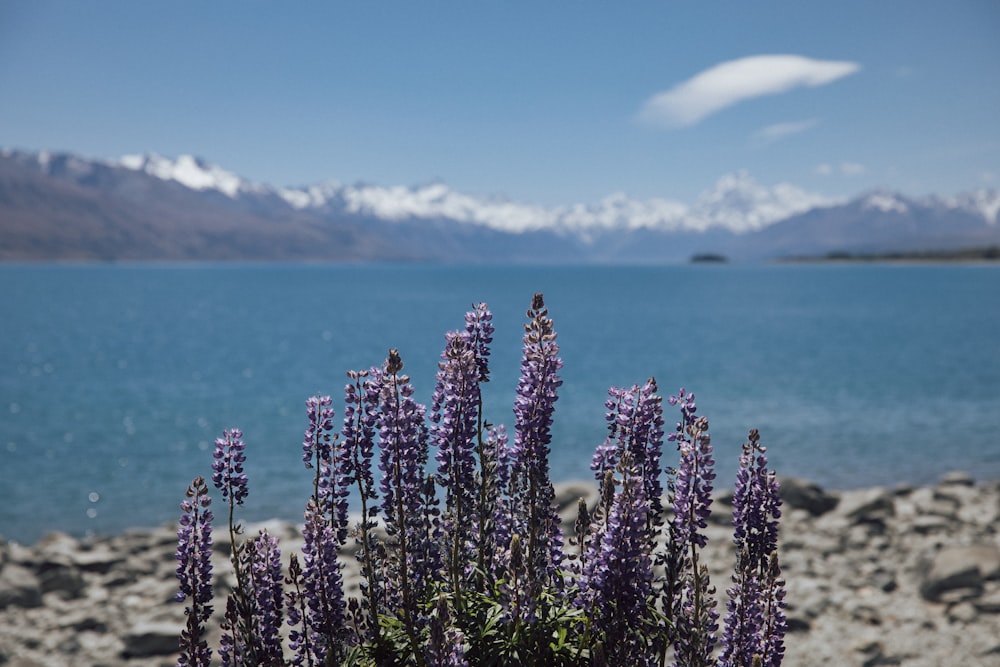 a bunch of purple flowers near a body of water