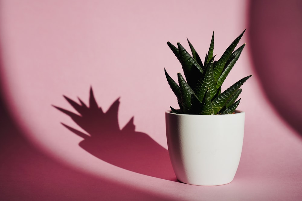 a potted plant casts a shadow on a pink background
