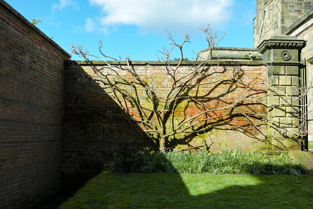 un árbol desnudo en un patio trasero con paredes de ladrillo