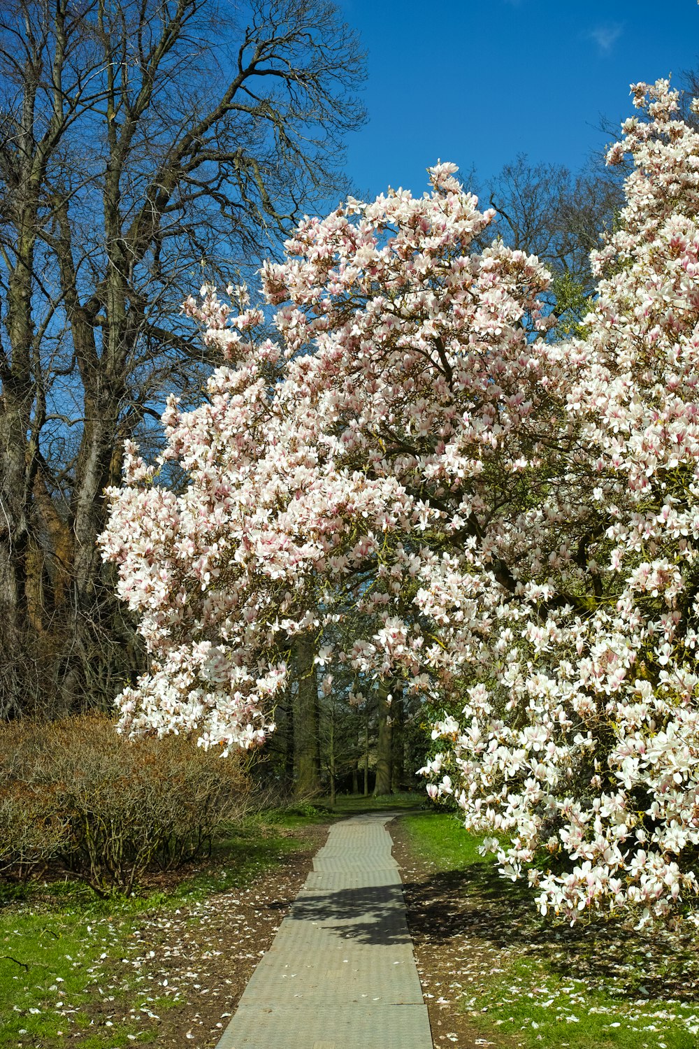 a pathway in a park lined with blooming trees