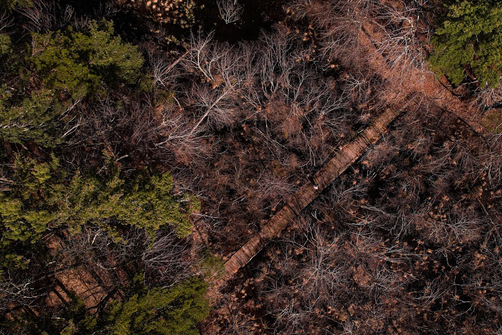 an aerial view of a wooded area with trees