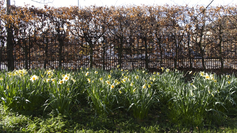 a bunch of flowers that are in the grass