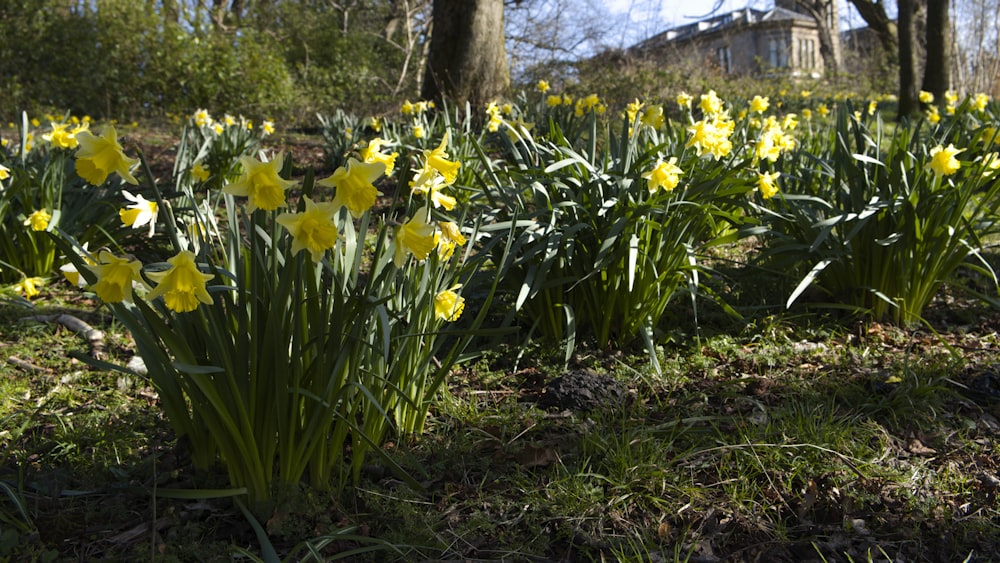 a bunch of yellow flowers that are in the grass