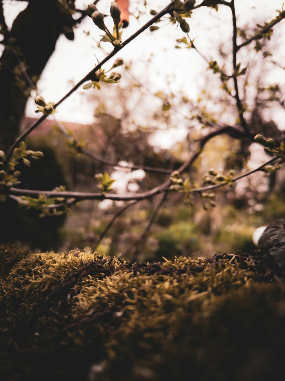 a close up of a tree with moss growing on it