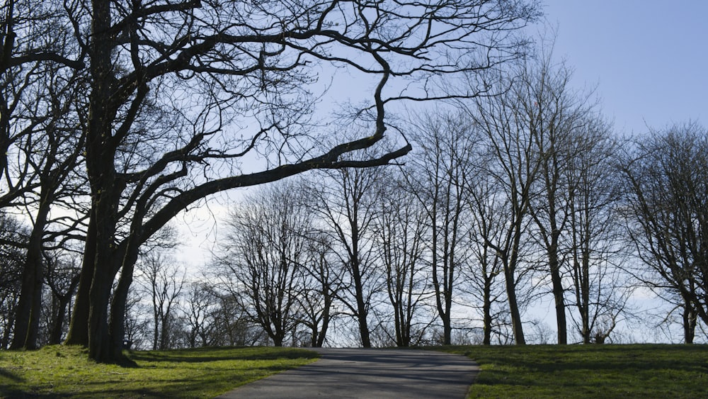 a tree lined path in a park with no leaves