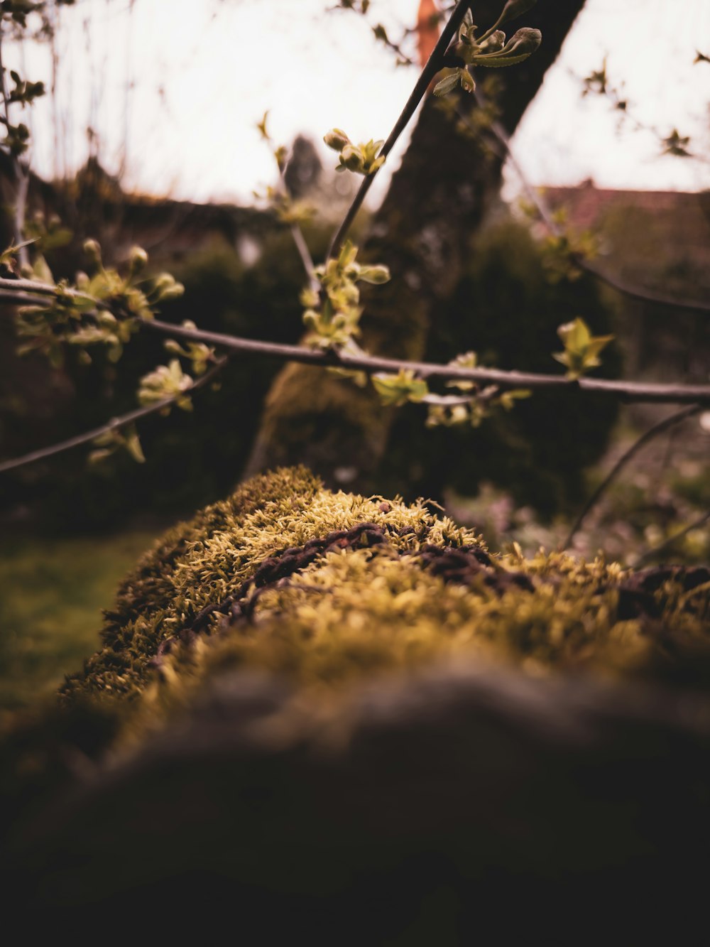 a tree branch with moss growing on it