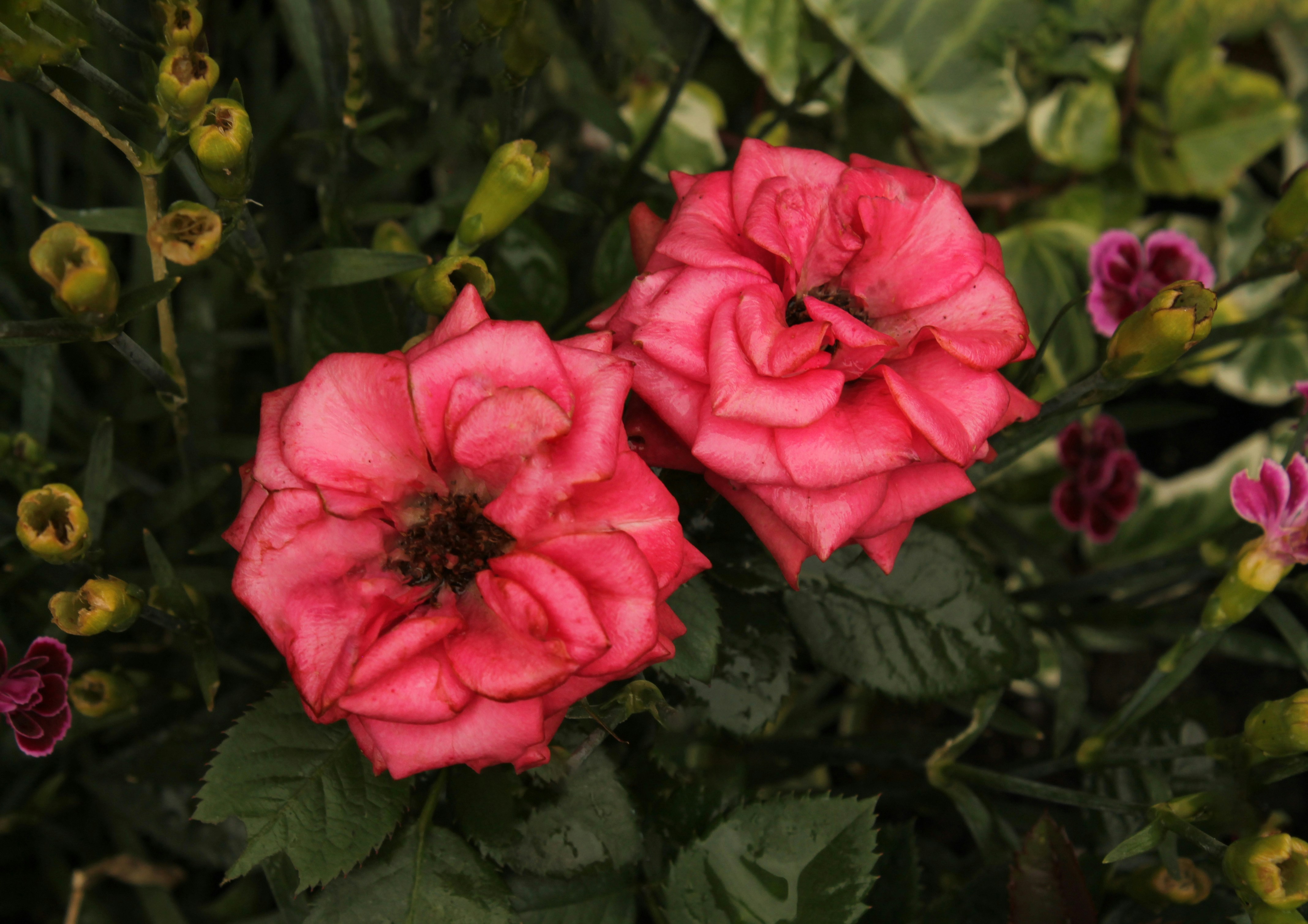 A close up of two pink flowers with green leaves photo – Free Rose ...