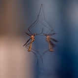 a couple of mosquitoes standing on top of a spider web