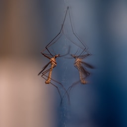 a couple of mosquitoes standing on top of a spider web