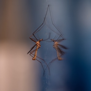 a couple of mosquitoes standing on top of a spider web